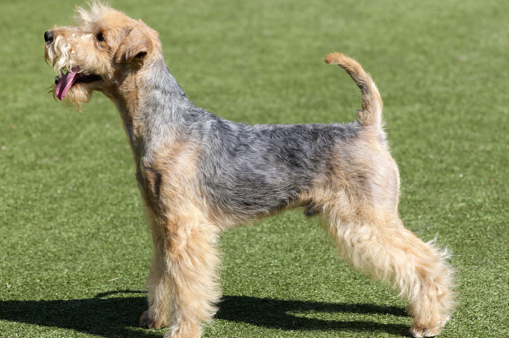 Лейкленд-терьер на зеленом фоне