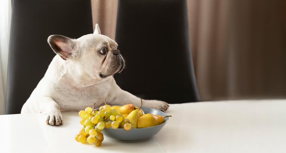 Почему виноград для собак столь опасен