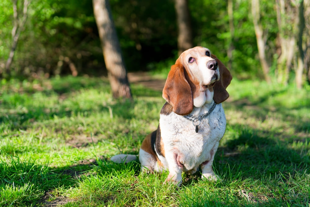 Бассет-хаунд в пожилом возрасте