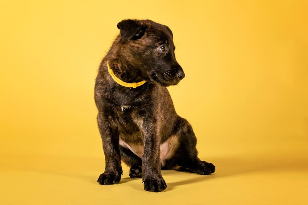 Щенок голландской овчарки