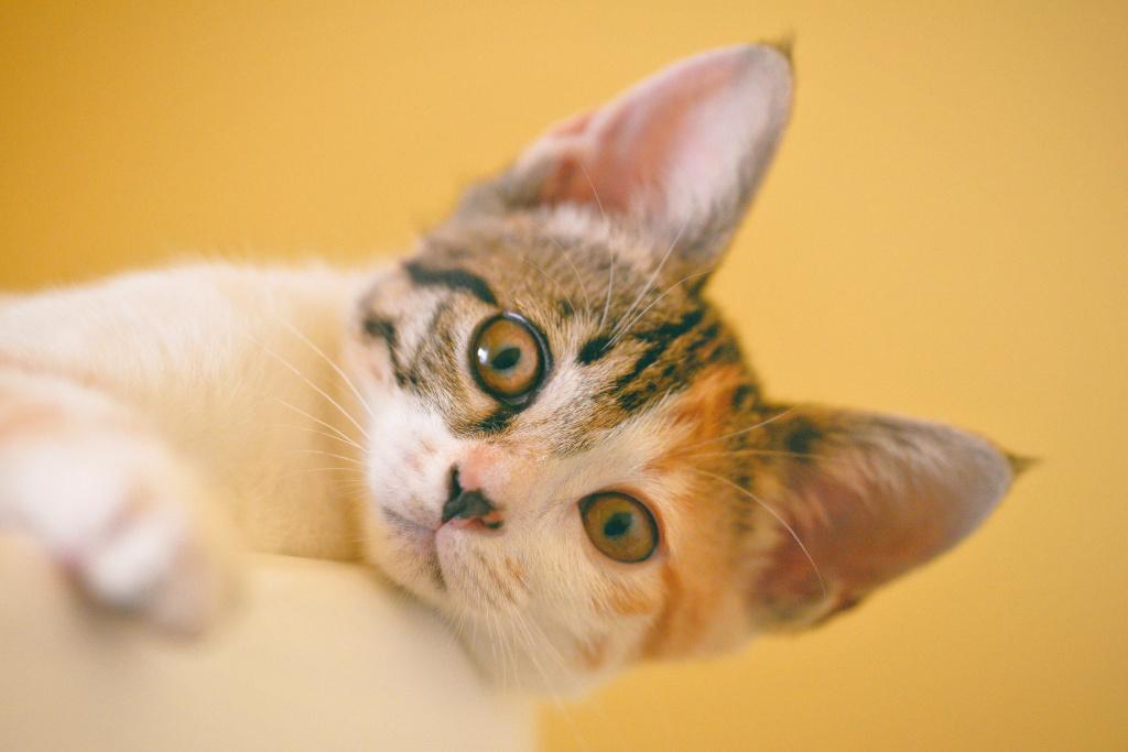 Цистит у кошек: симптомы и лечение в домашних условиях и в клинике,  рекомендованные препараты, предупреждение хронического цистита у кота