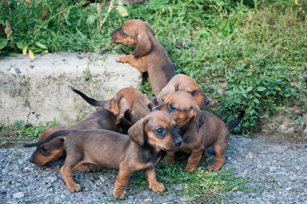 Много щенков таксы