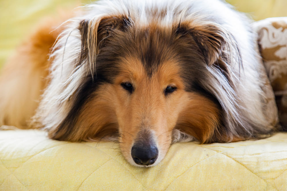 Колли спит