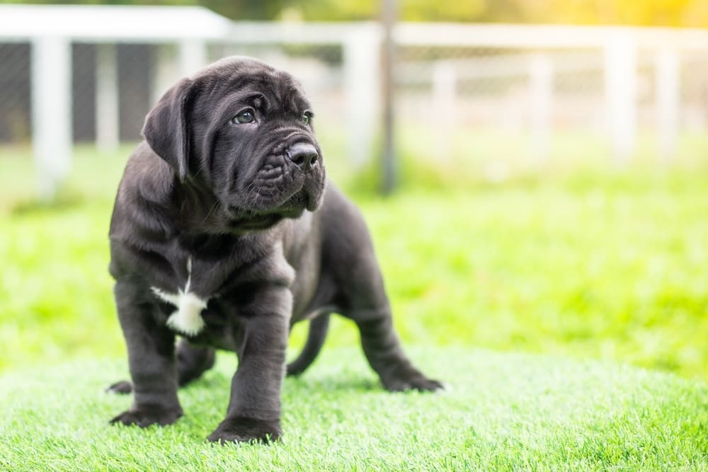 Собака мастино