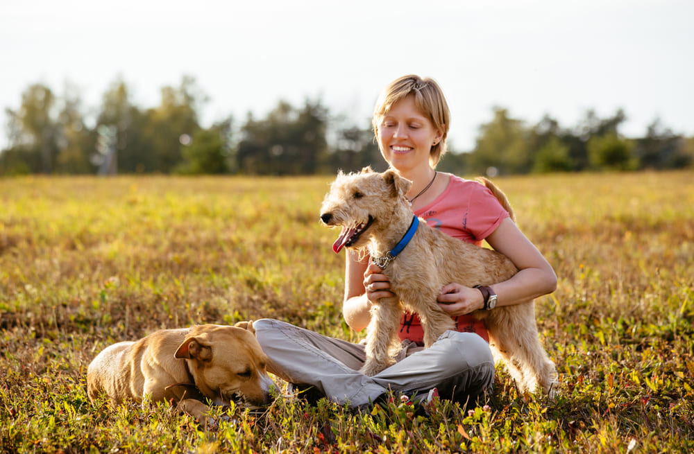 Лейкленд-терьер гуляет