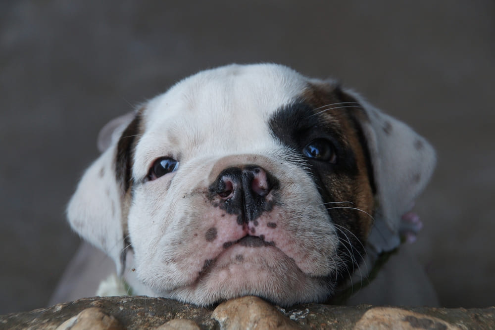 Английский бульдог имеет свои плюсы и минусы