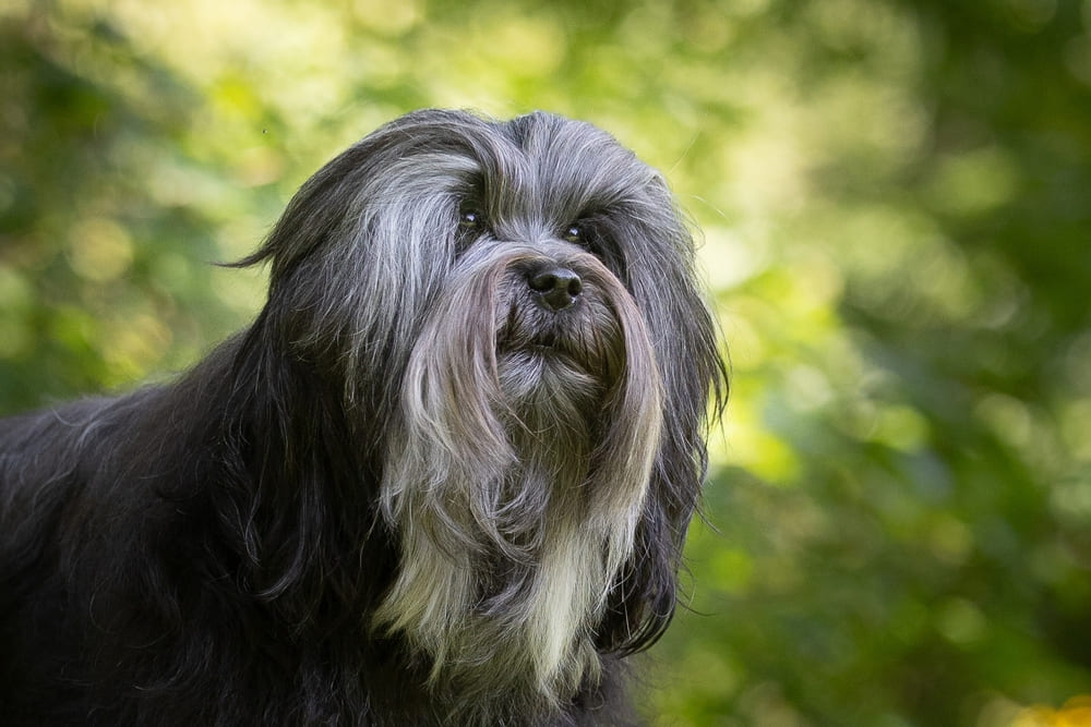 Один из окрасов породы лион бишон