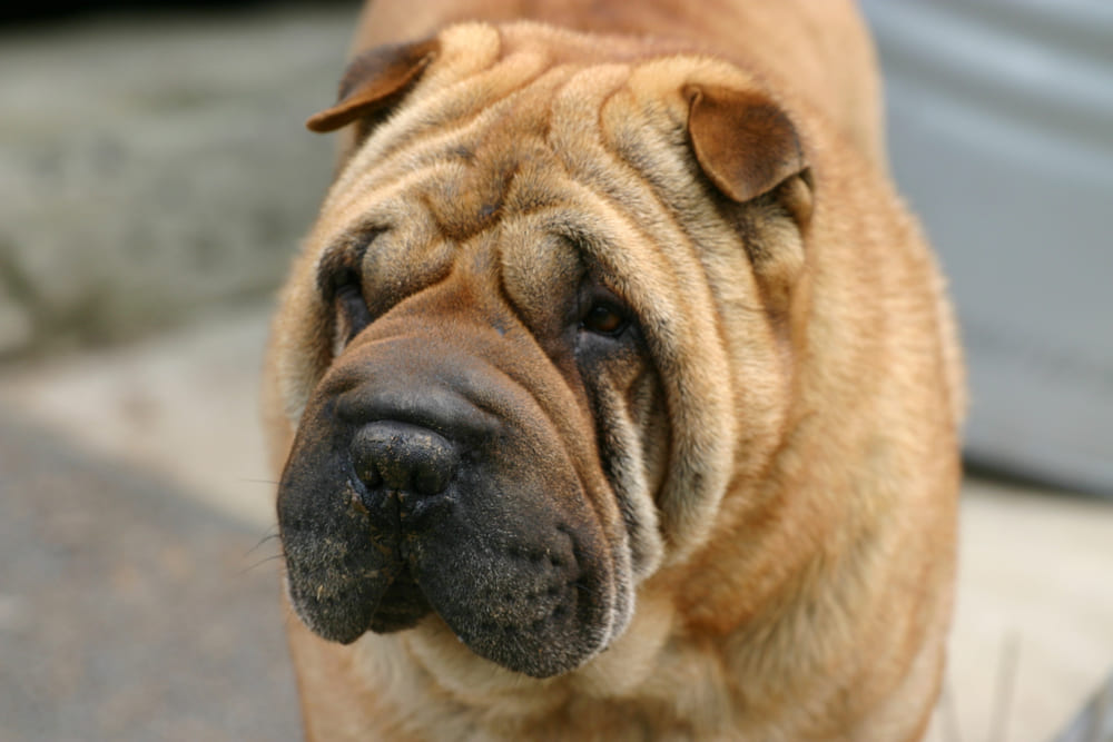 Изображениe — Морда собаки шарпея Морда собаки шарпея