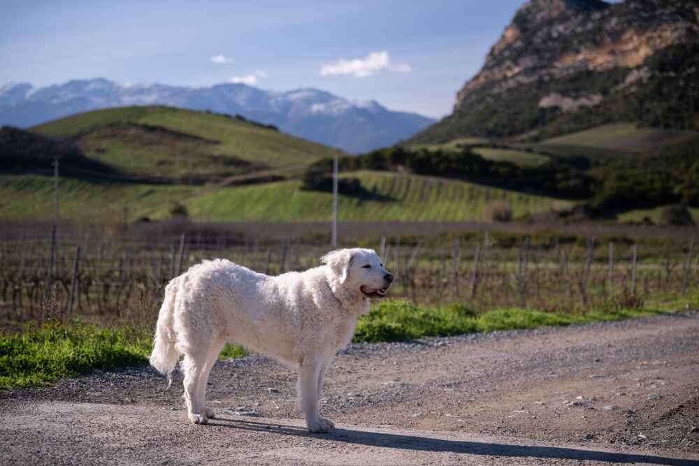 Изображениe — Порода кувас Порода кувас