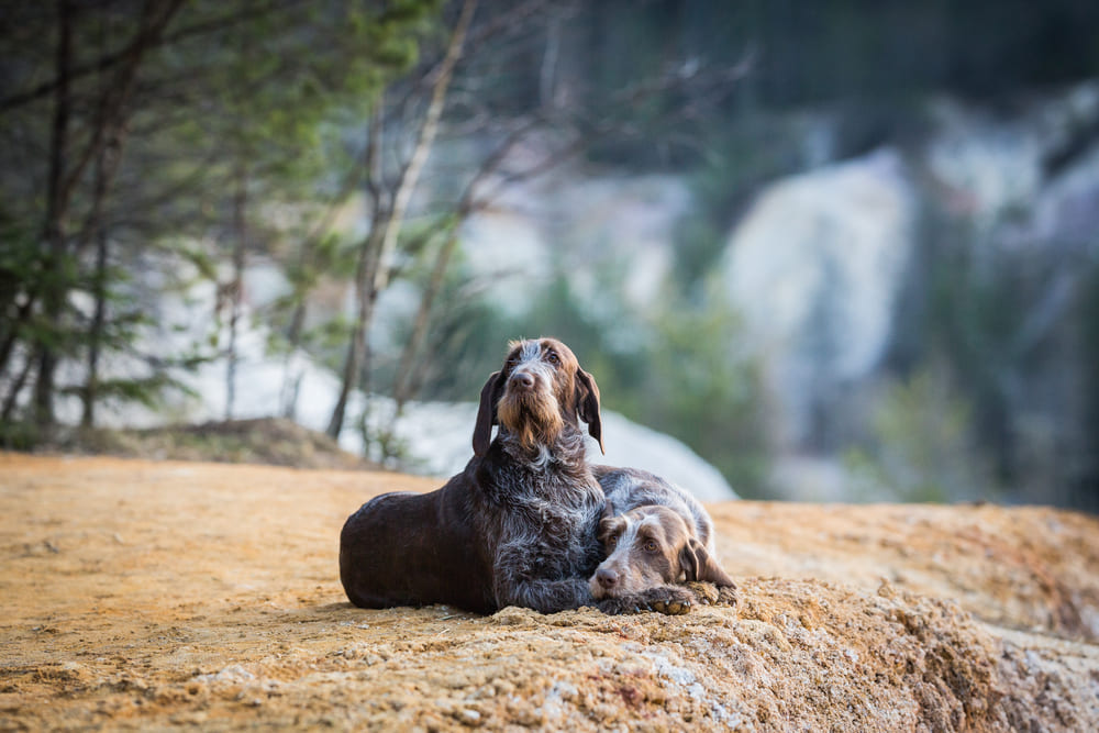 Итальянская порода собак