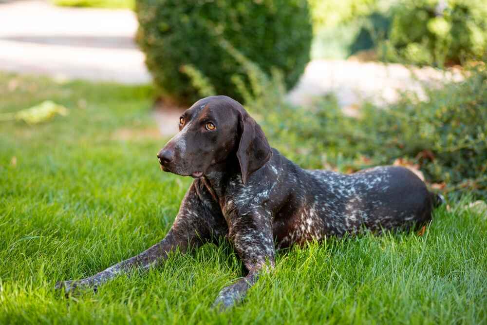 Изображениe — Грустный курцхаар Грустный курцхаар