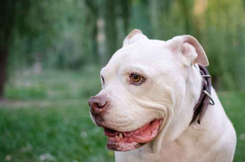 Американский бульдог белого окраса