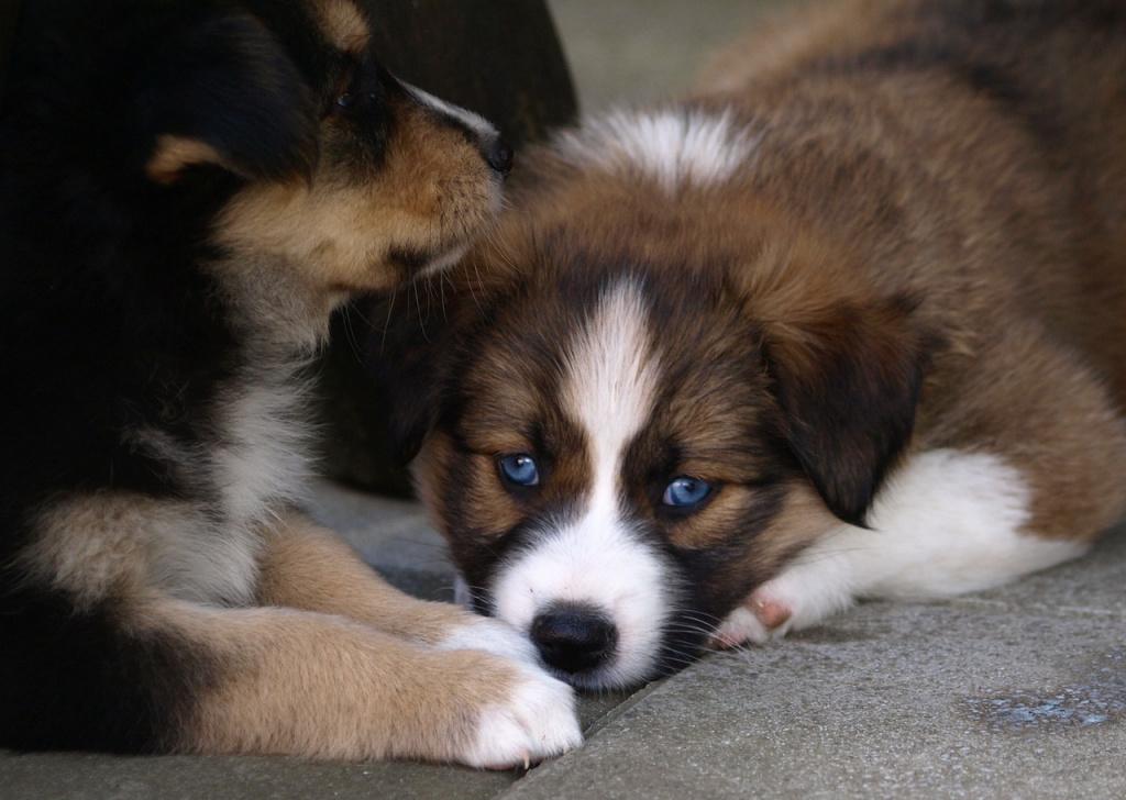 Рахит у щенков и взрослых собак: лечение и уход