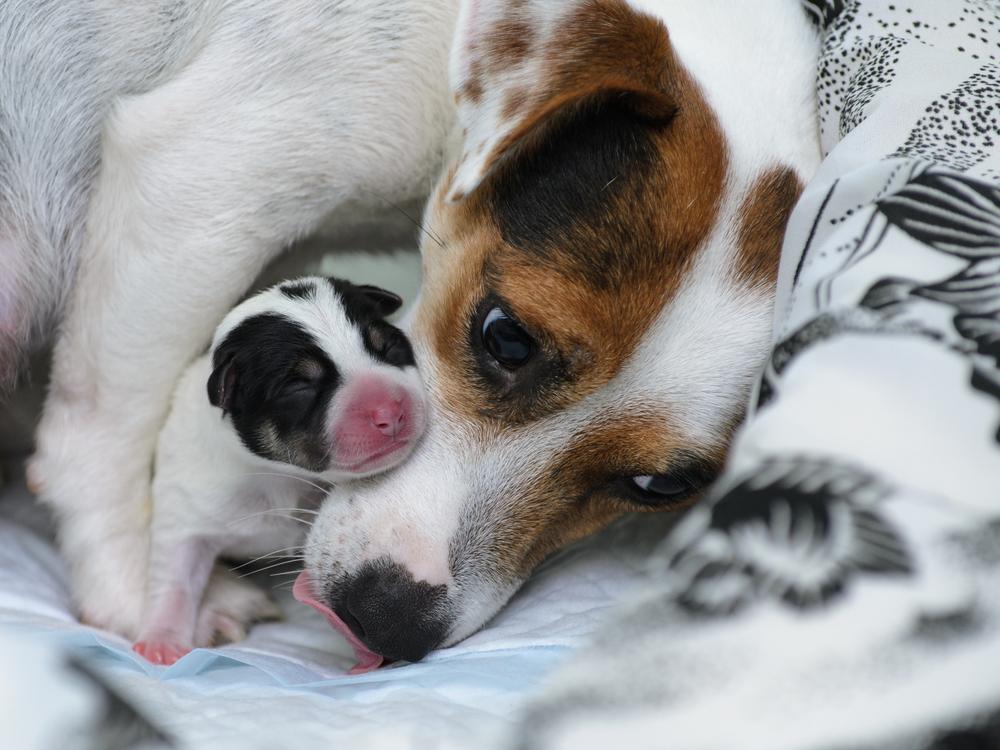 Как рожают собаки: этапы и помощь питомице в домашних условиях