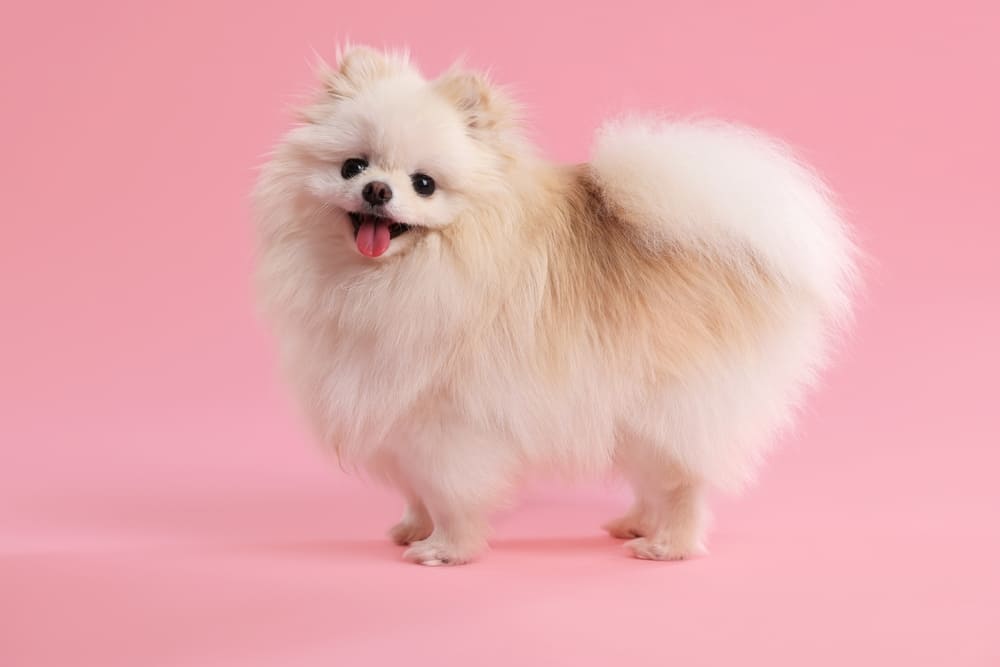 Померанский шпиц стоит боком