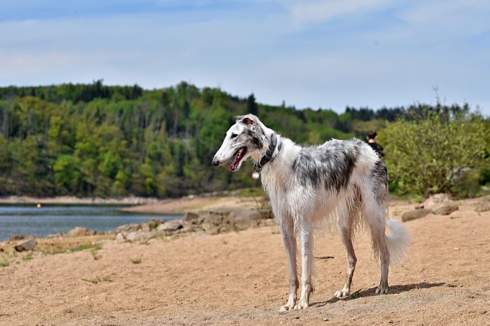 Борзых нередко путают с гончими