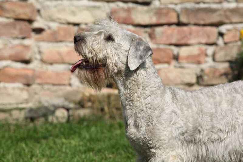 Изображениe — Чешский терьер на траве Чешский терьер на траве