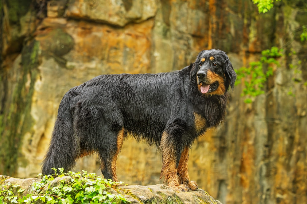 Ховаварт на фоне гор