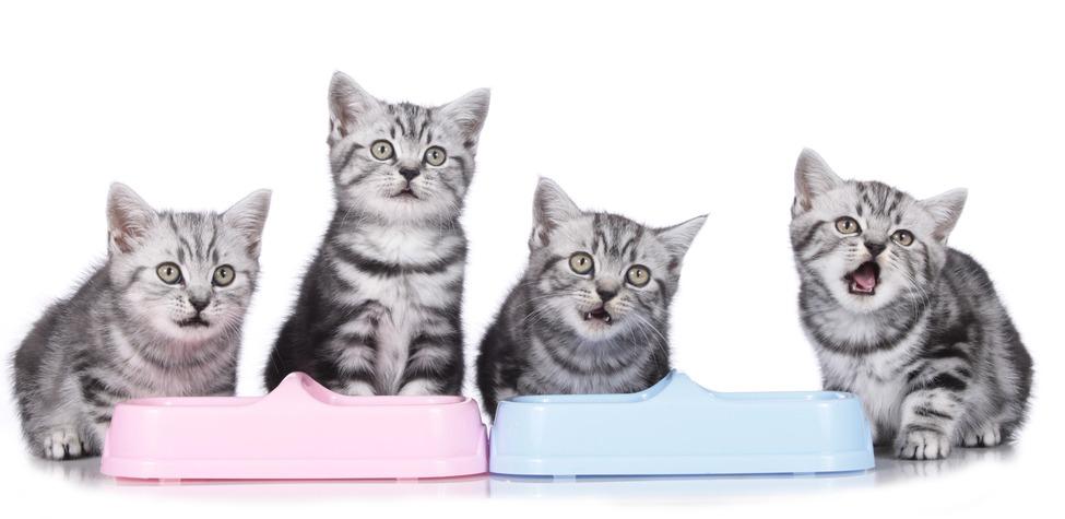 Почему котенок не ест: 15 возможных причин, когда нужно обратиться к  ветеринару