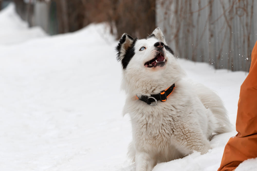 Это якутская порода собак