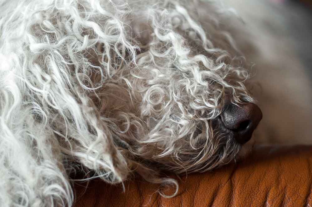 Собака комондор