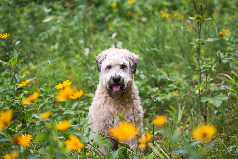 Ирландский мягкошерстный терьер среди цветов