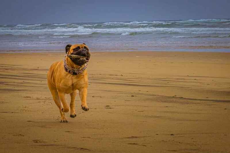 Бульмастиф на пляже