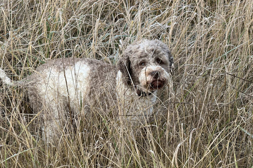 Изображениe — Лаготто романьоло в сухой траве Лаготто романьоло в сухой траве