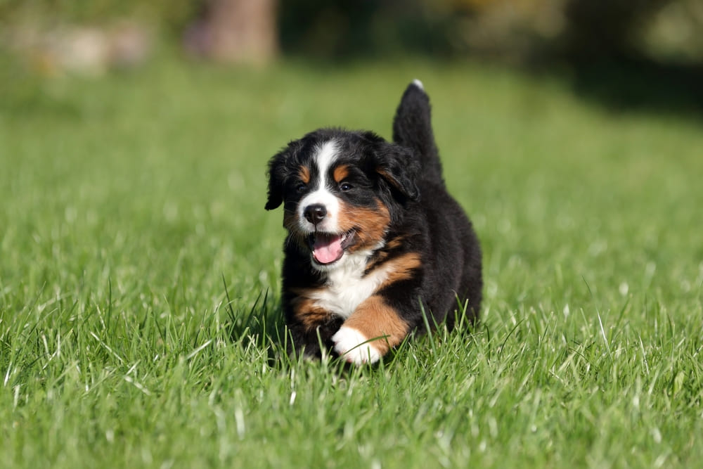 Щенок зенненхунда