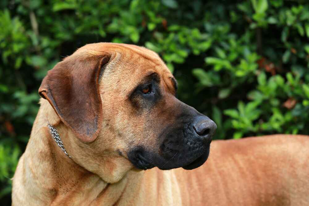 Тоса-ину смотрит в сторону