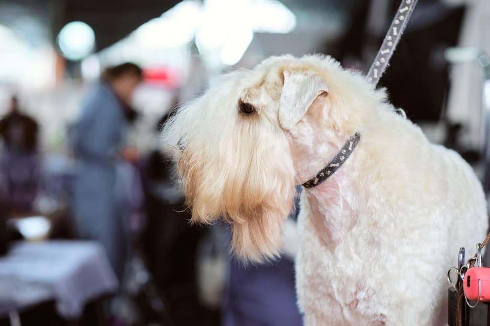 Ирландский мягкошерстный пшеничный терьер со стрижкой