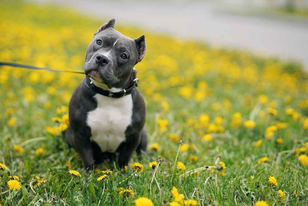 Изображениe — Собака булли на фоне цветов Собака булли на фоне цветов