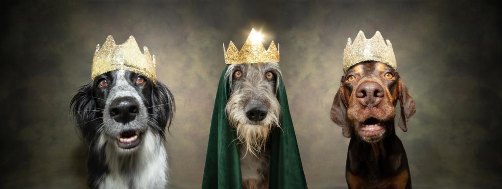 Королевские породы собак: подборка любимцев монархов