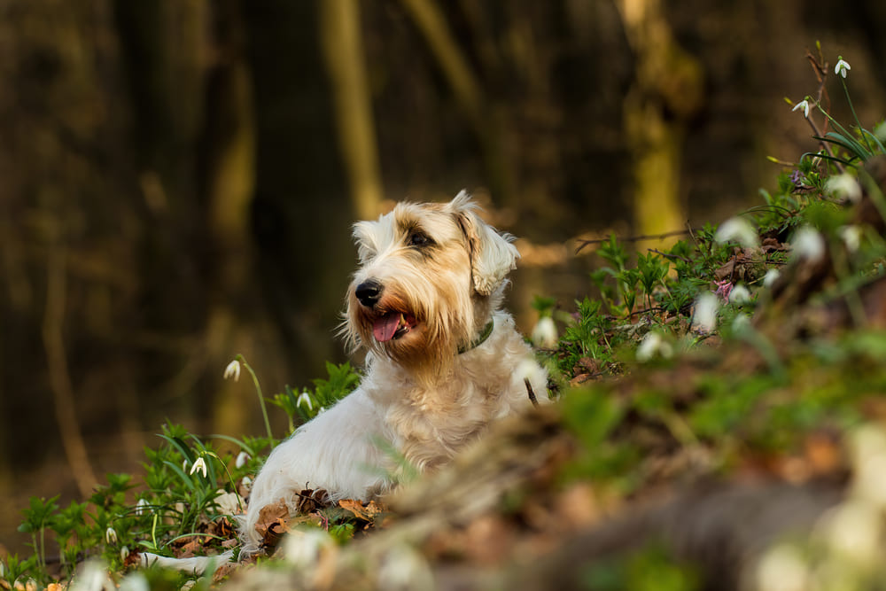 Силихем-терьер на поляне