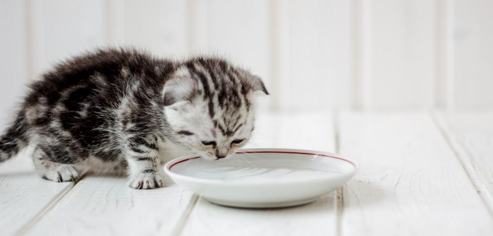 Почему котенок не пьет воду: что делать?