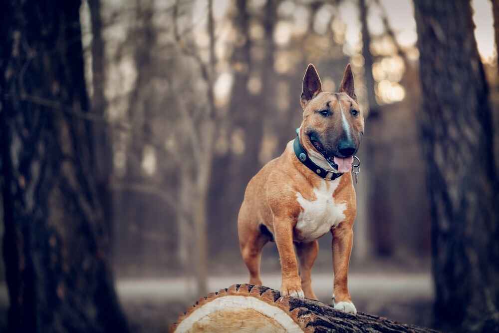 Активный мини-бультерьер