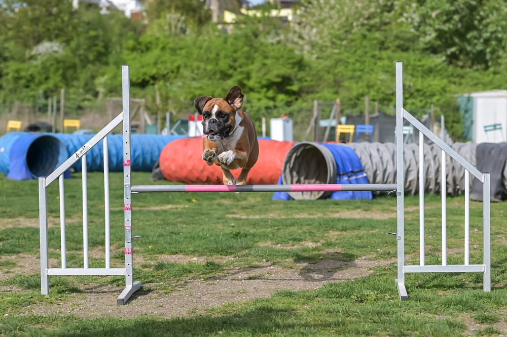 Описание породы немецкий боксер можно найти в стандарте