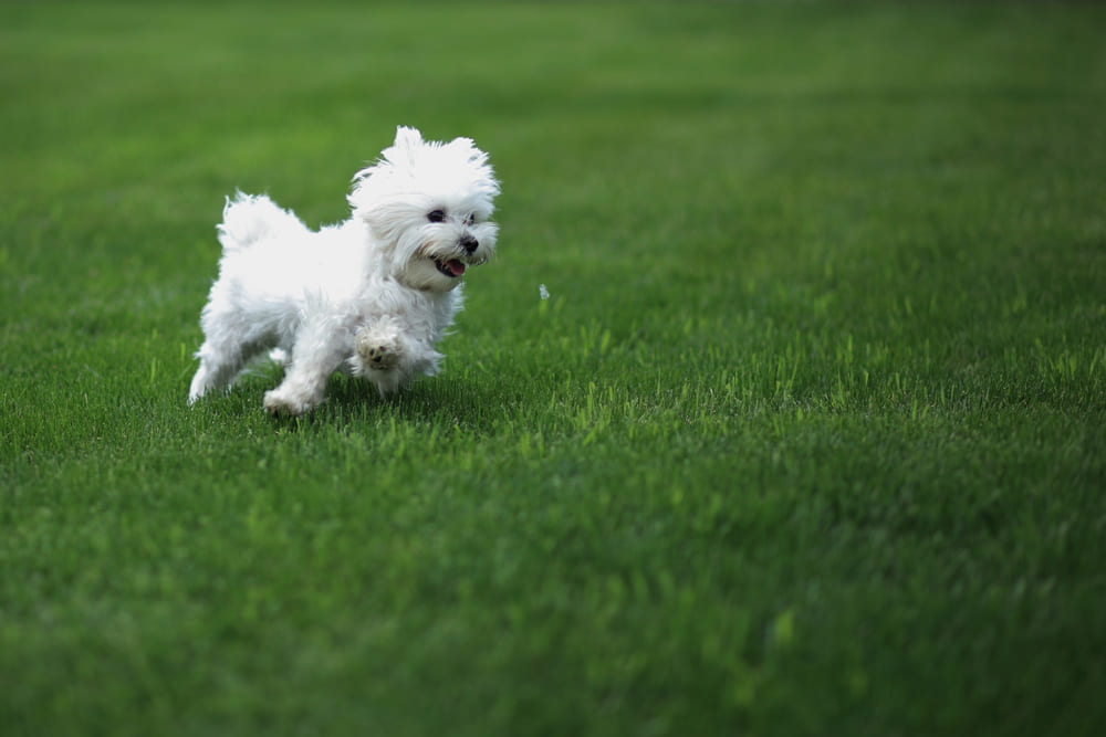 Белая собака болоньез бежит вперед