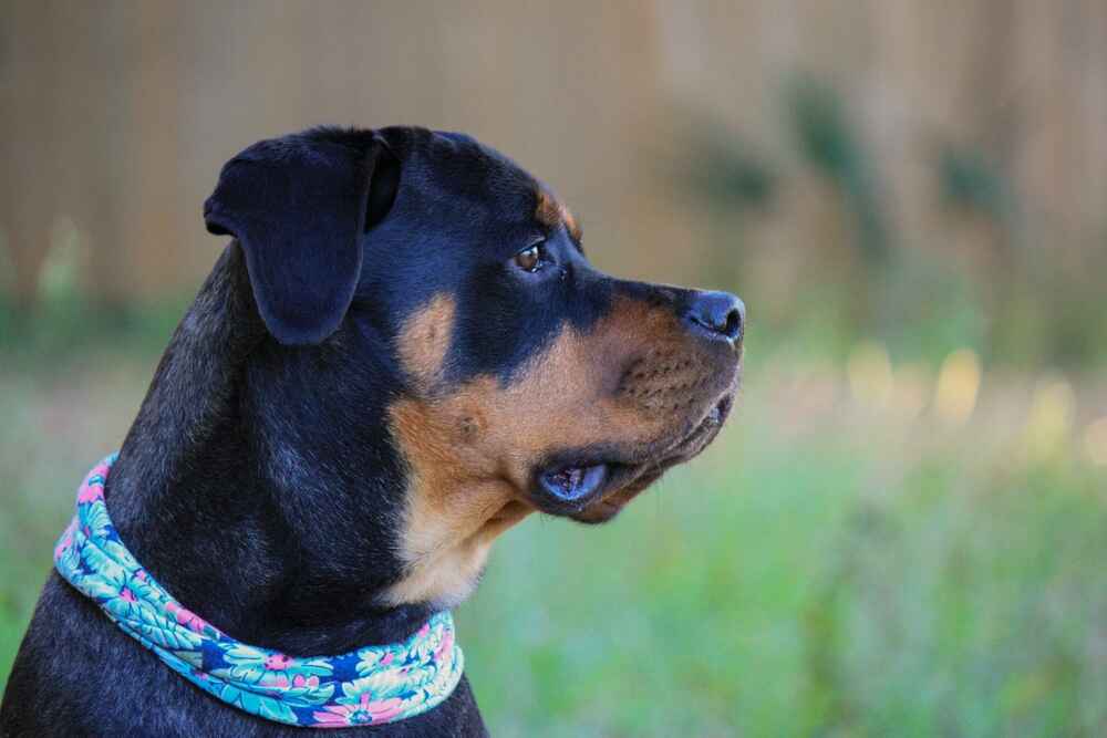 Самка ротвейлера