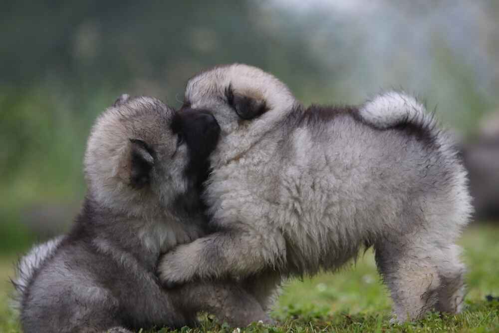 Два щенка кеесхонда