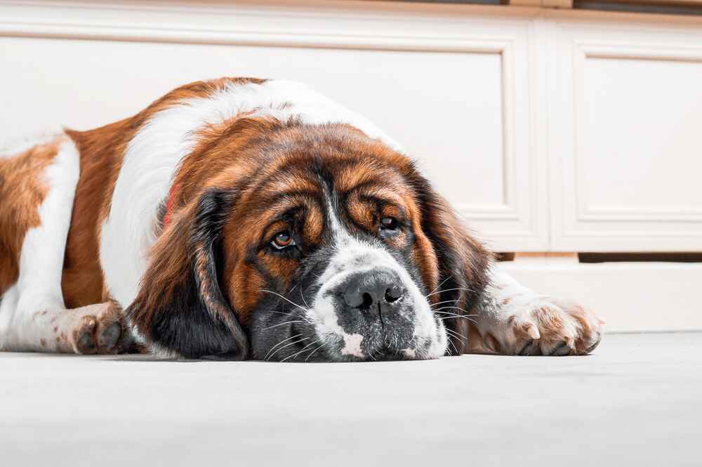 Московская сторожевая лежит на полу