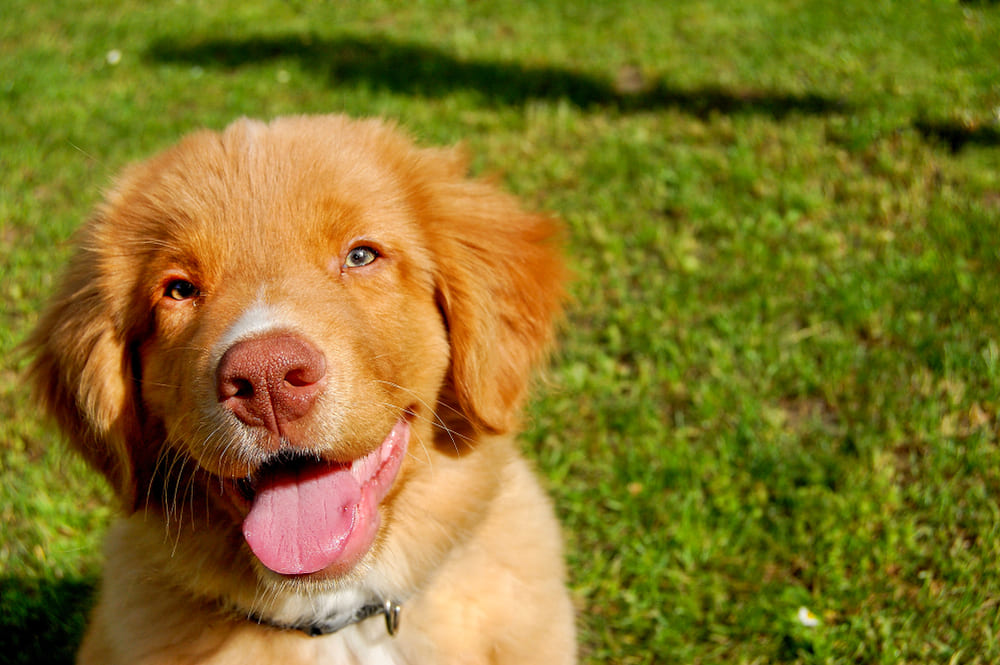 Милый щенок толлера