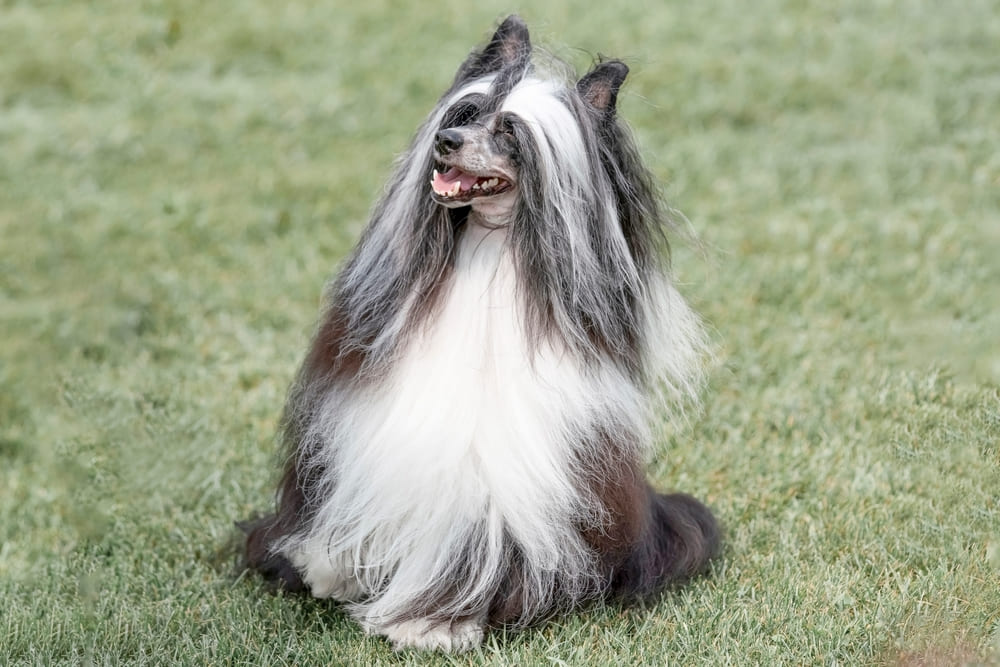 Китайская хохлатая собака на прогулке