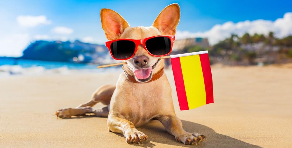 Испанские собаки: 29 популярных и редких пород