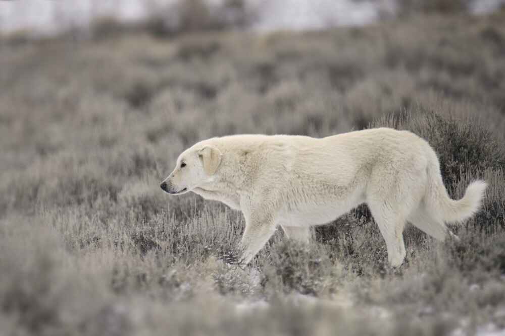 Изображениe — Кувас в поле Кувас в поле