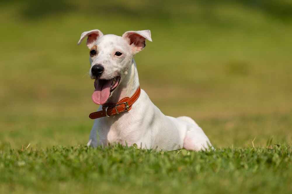 Изображениe — Парсон-рассел-терьер белого окраса Парсон-рассел-терьер белого окраса