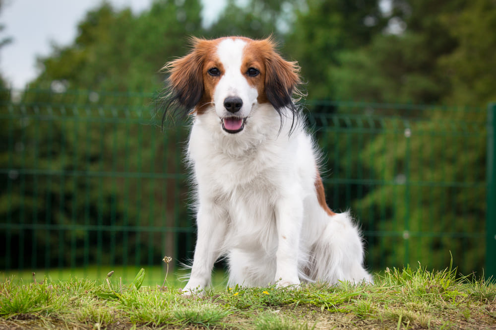 Коикерхондье с рыжими пятнами