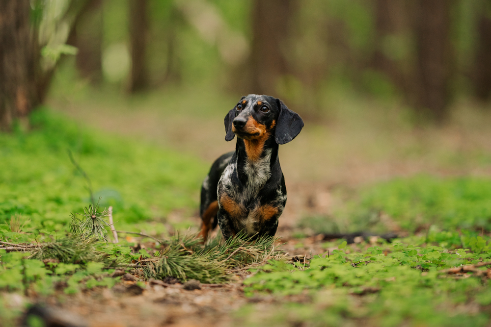 Изображениe — Мраморная такса на прогулке Мраморная такса на прогулке