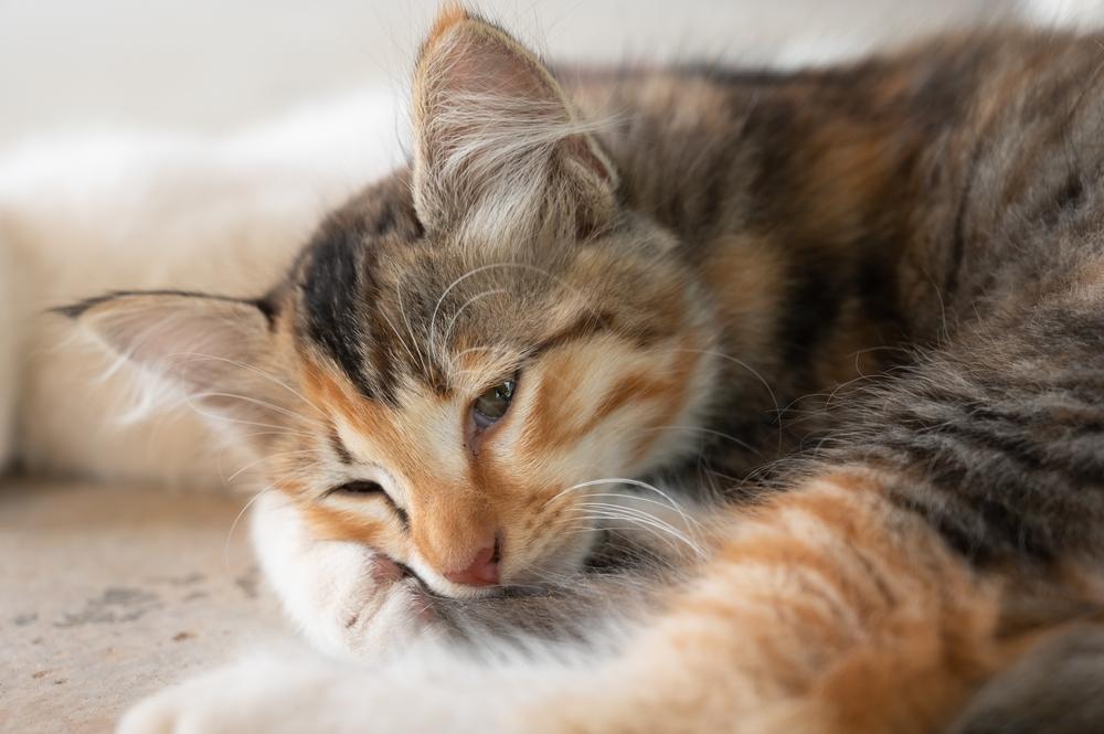 Проявление и лечение дисбактериоза у кошек