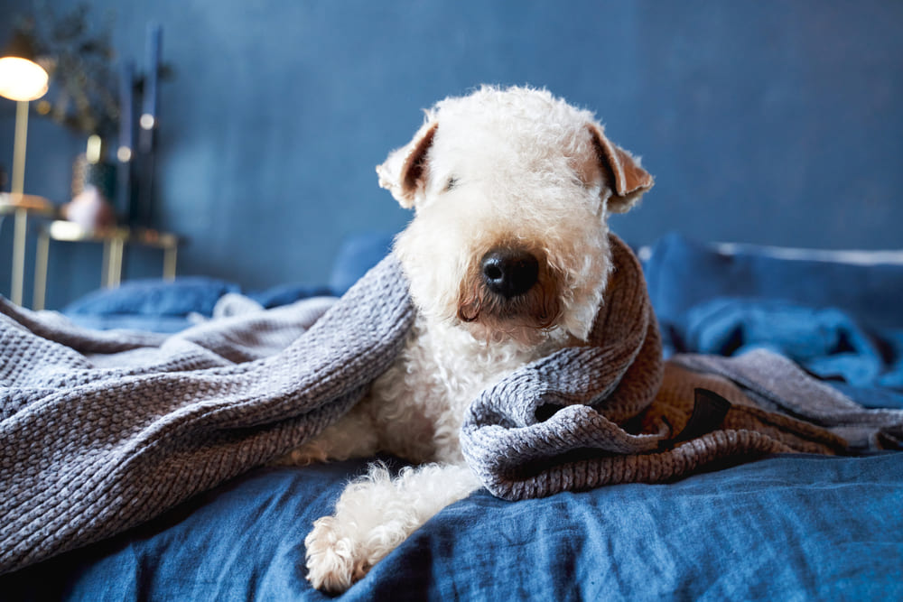 Ирландский мягкошерстный пшеничный терьер отдыхает